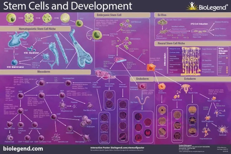 Stem Cell | PDF | Stem Cell | Cellular Differentiation