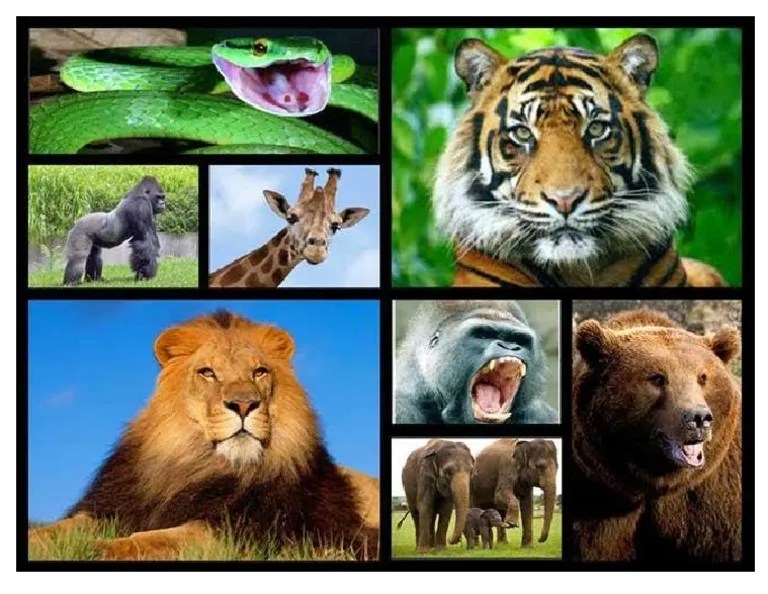 Lamina Animales Salvajes | PDF