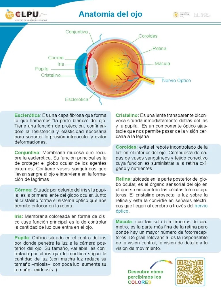 Anatomia Ojo2020 | PDF | Ojo Humano | Percepción Visual
