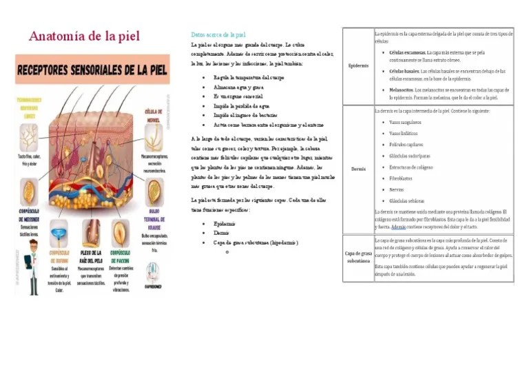 Anatomía Y Funciones De La Piel | PDF