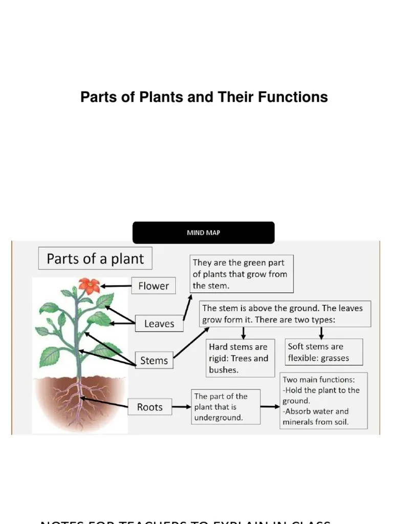 The Parts And Functions Of Plants: A Comprehensive Look At How Plants ...