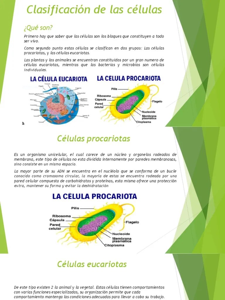 Clasificación De Las Células | PDF
