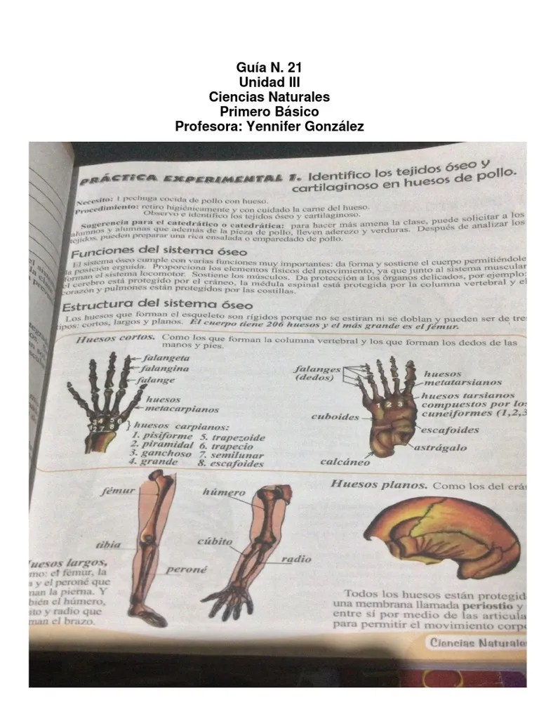 Guia 21 1ero Basico Ciencias Naturales | PDF