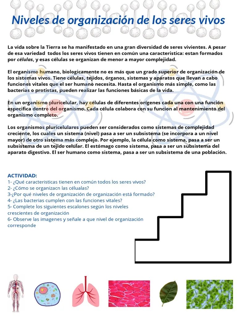 Los Niveles De Organización Biológica, Desde Las Células Hasta Los Ecosistemas | PDF ...
