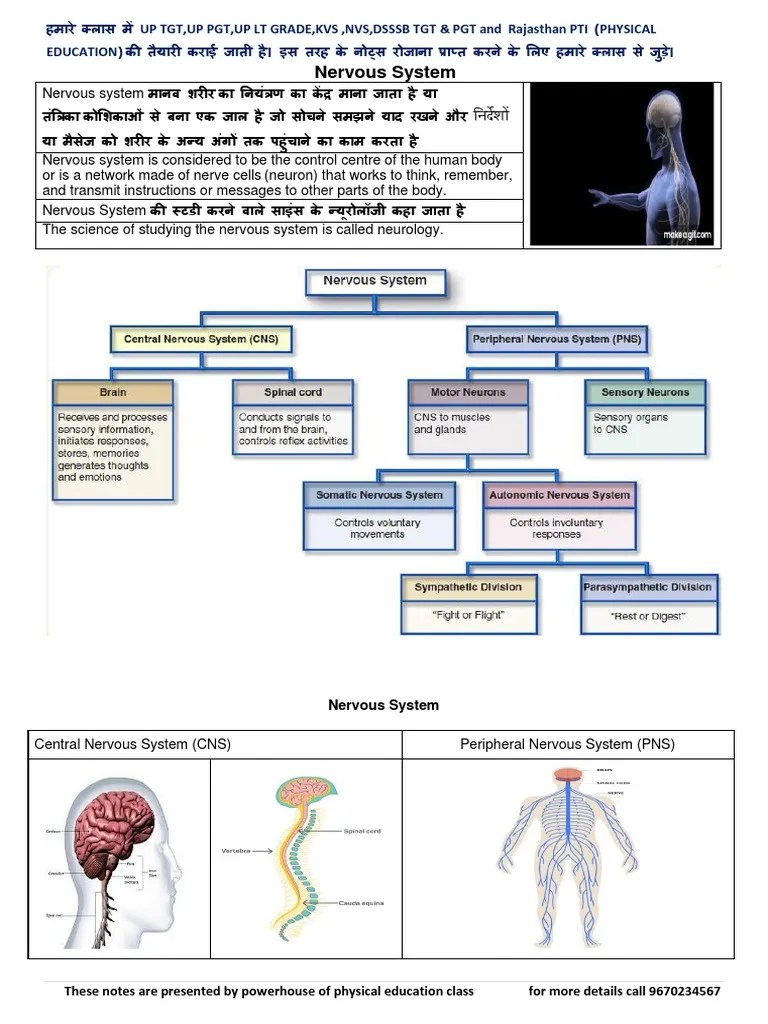 Nervous System | PDF