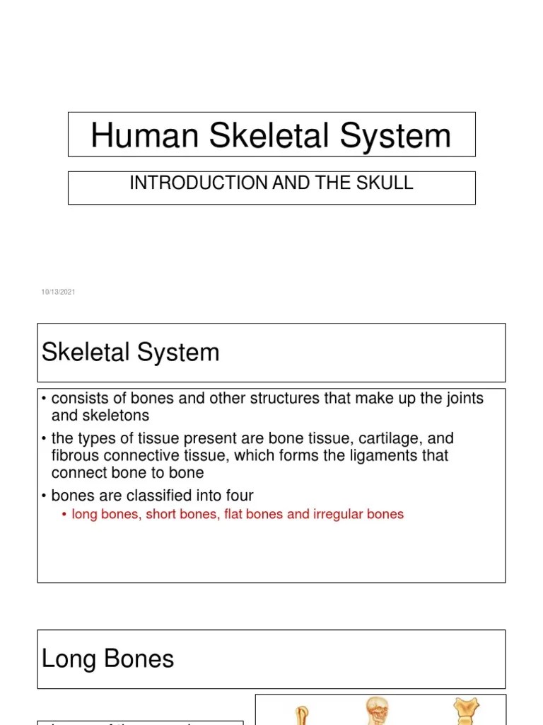 Skeletal System Intro And Skull PPT | PDF | Skull | Skeleton