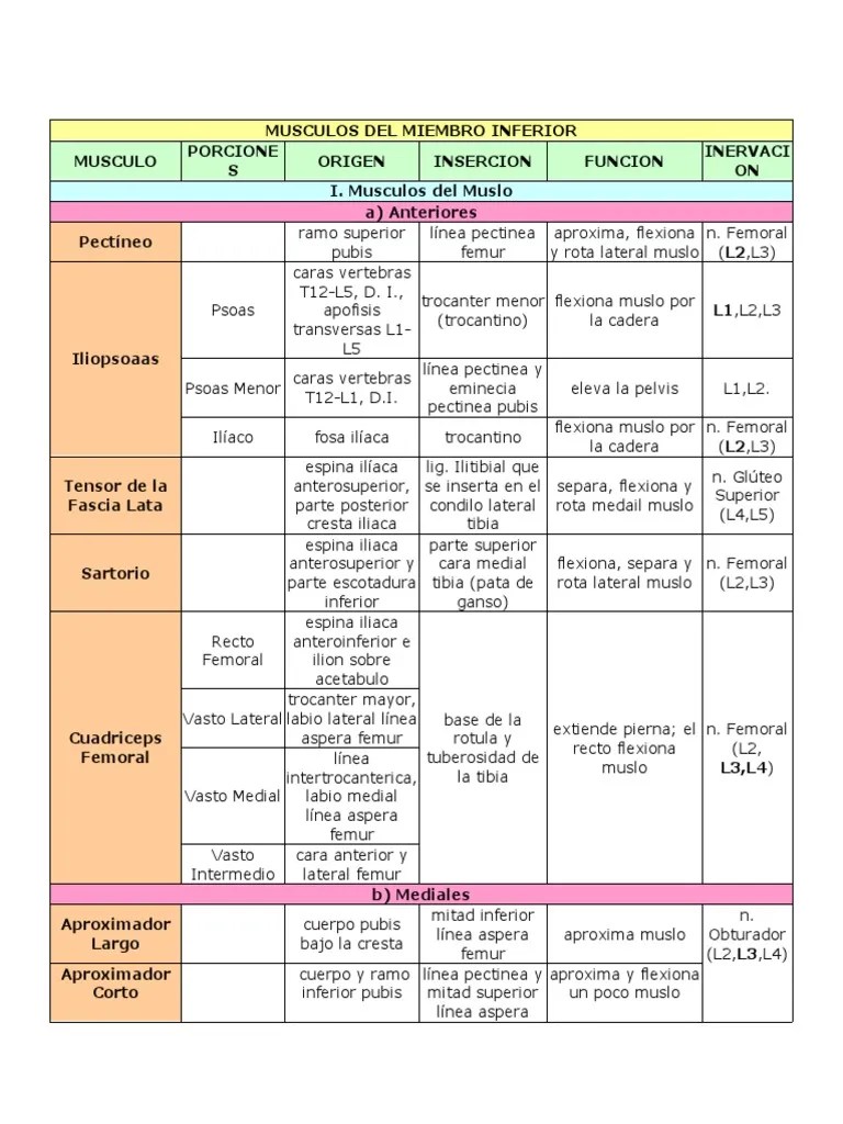 Musculos Del Miembro Inferior | PDF | Anatomía Humana | Sistema Musculoesquelético