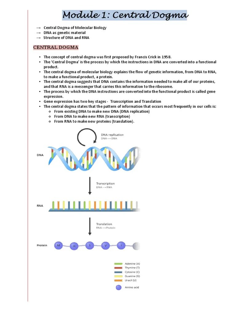 Module 1 - Central Dogma | PDF | Dna | Nucleic Acids