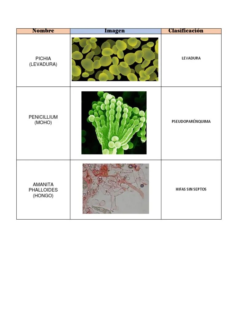 Clasificación De Hongos | PDF