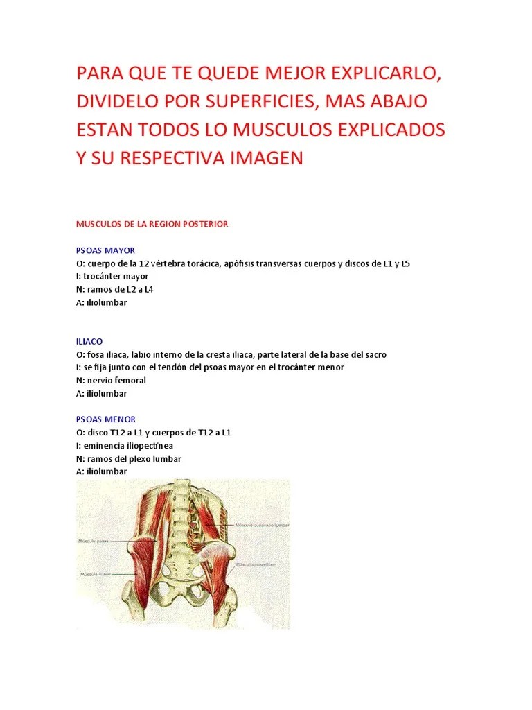 Musculos Cadera | PDF | Pelvis | Rodilla