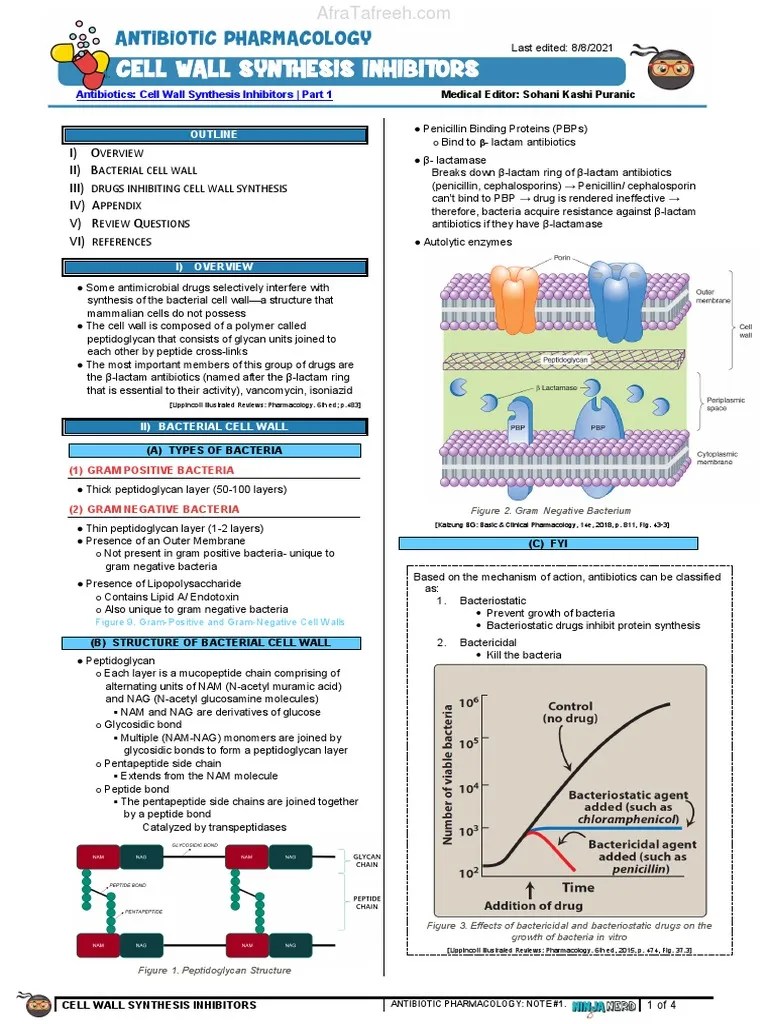 Cell Wall Synthesis Inhibitors - Part 1 Atf | PDF | Penicillin | Gram Negative Bacteria