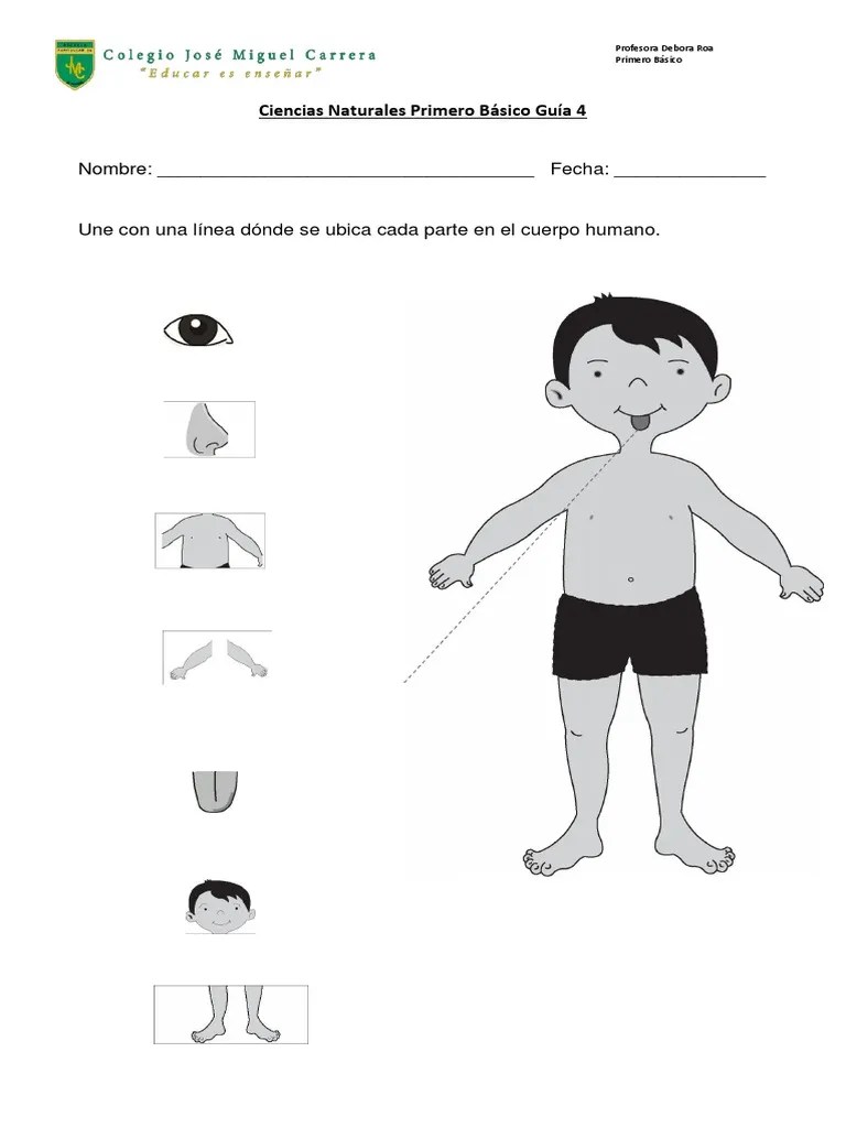 Ciencias Naturales. Primero Básico. Guía 4 | PDF
