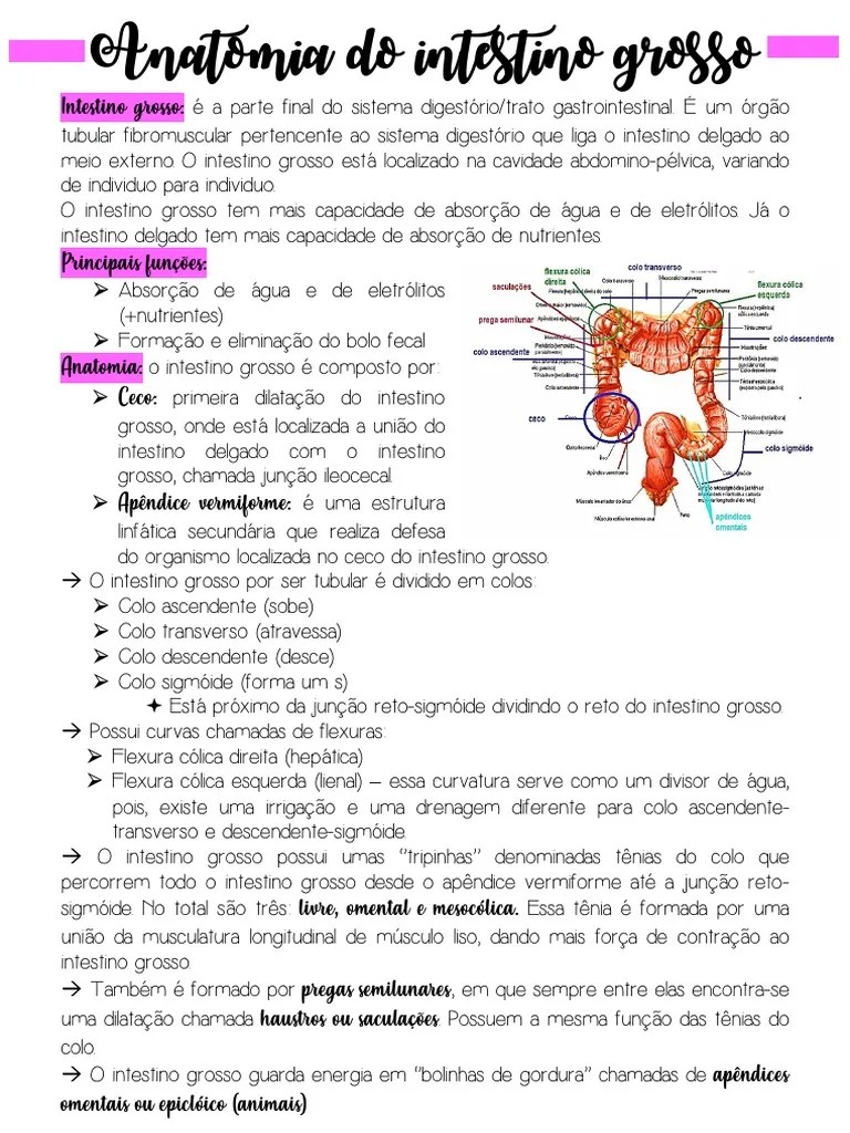 Anatomia Do Intestino Grosso | PDF