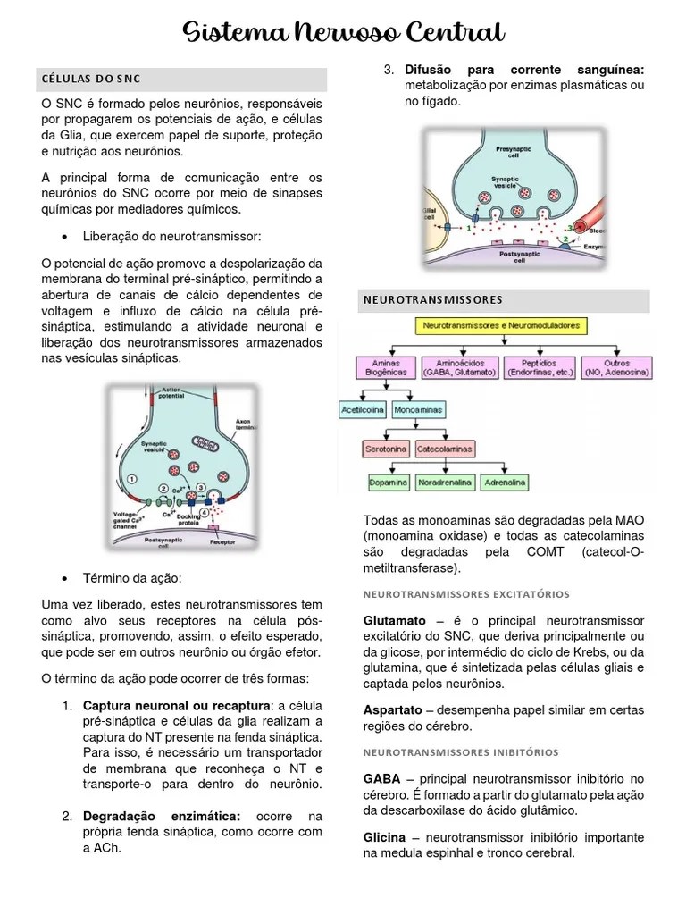 Sistema Nervoso Central | PDF
