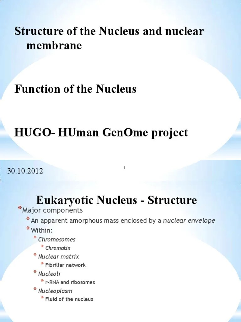 Nucleus - Structure And Function | PDF | Cell Nucleus | Gene Expression