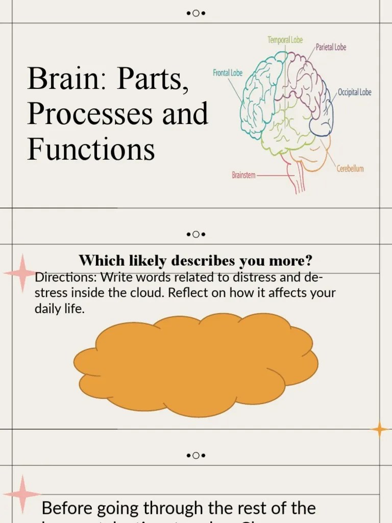Lesson 10 Brain Parts, Processes And Functions | PDF | Human Brain | Brain