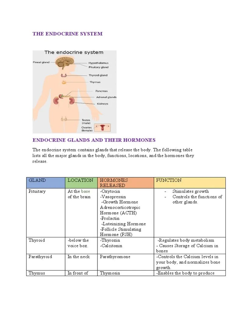 The Endocrine System | PDF | Human Body | Endocrine System