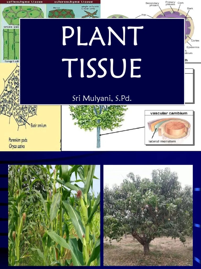 02 - Plant Tissues | PDF | Tissue (Biology) | Plant Stem