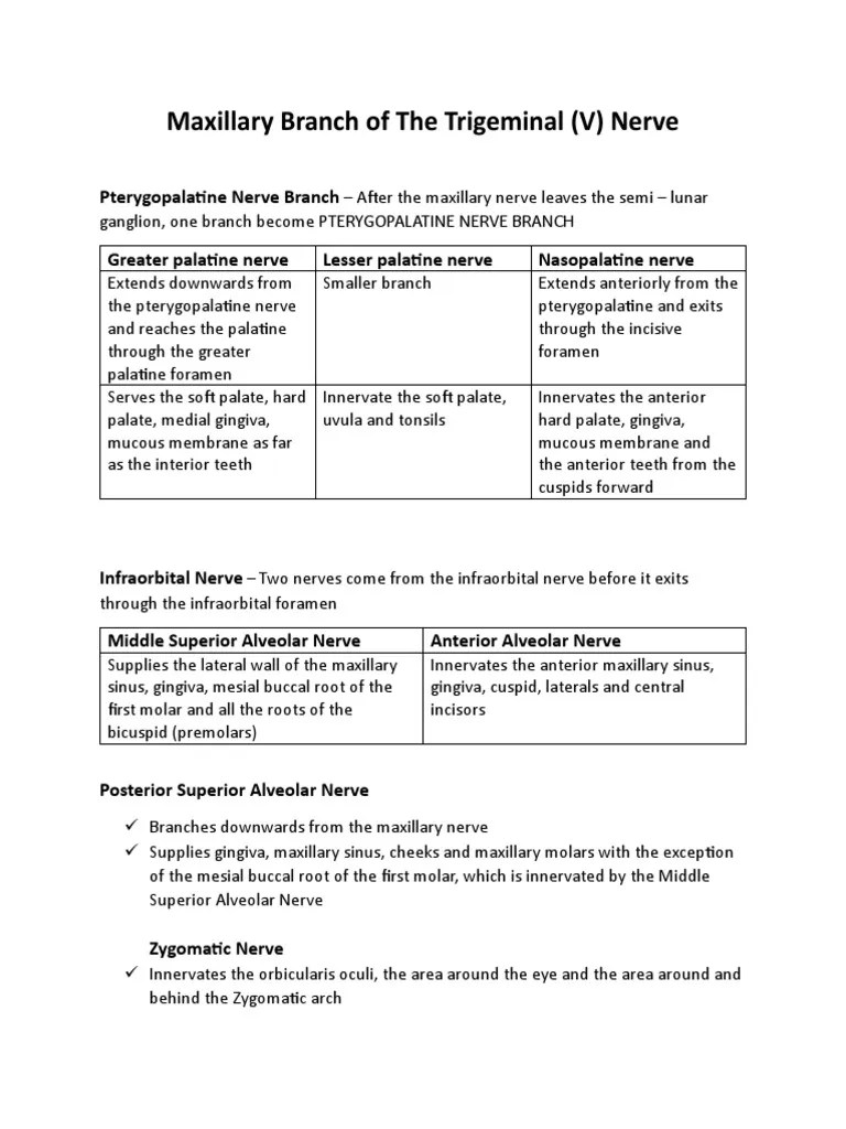 Head And Neck Anatomy Study Notes | PDF | Tongue | Dental Anatomy