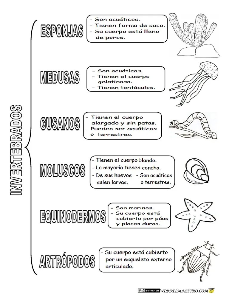 Animales Invertebrados Clasificación 2 | PDF