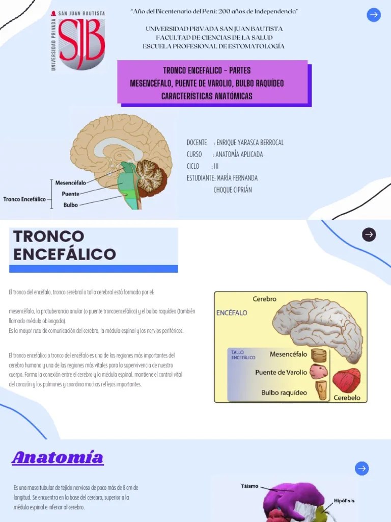 Tronco Encefálico - Partes | Descargar Gratis PDF | Sistema Nervioso ...