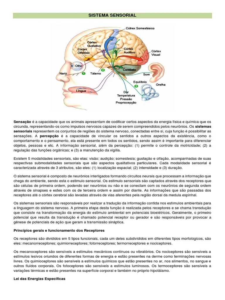 Sistema Sensorial | PDF