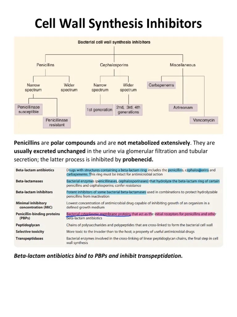 Cell Wall Synthesis Inhibitors (Complete | PDF | Penicillin | Chemotherapy