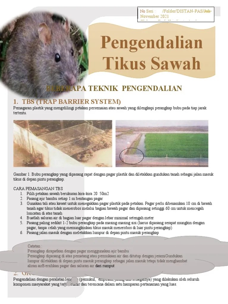 Pengendalian tikus sawah