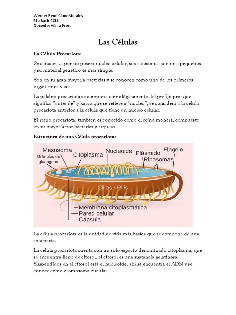 Las Células | PDF | Biología Celular) | Mitosis