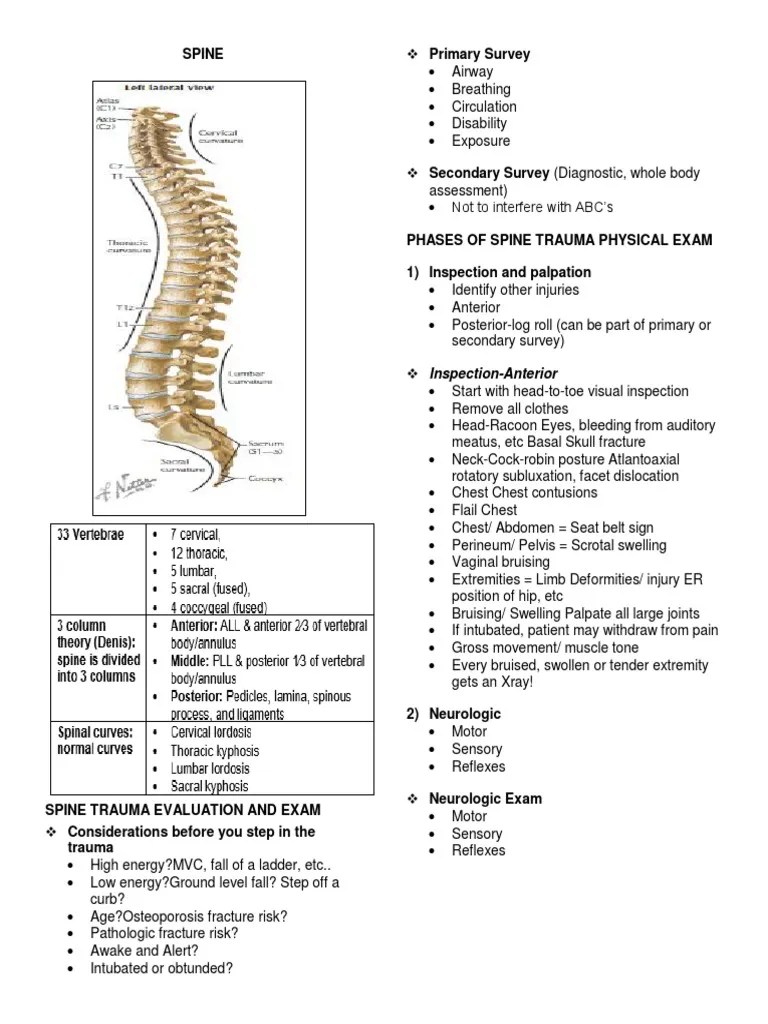 SPINE | PDF | Scoliosis | Spinal Cord