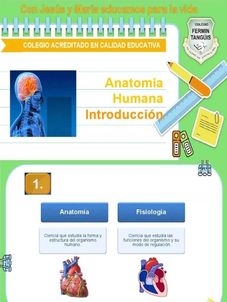 S3 Anatomía | PDF | Epitelio | Anatomía