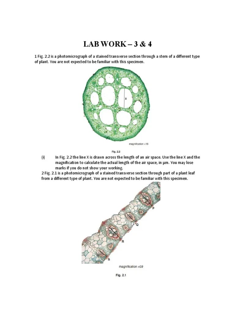 Microscope | PDF | Microscopy | Optics