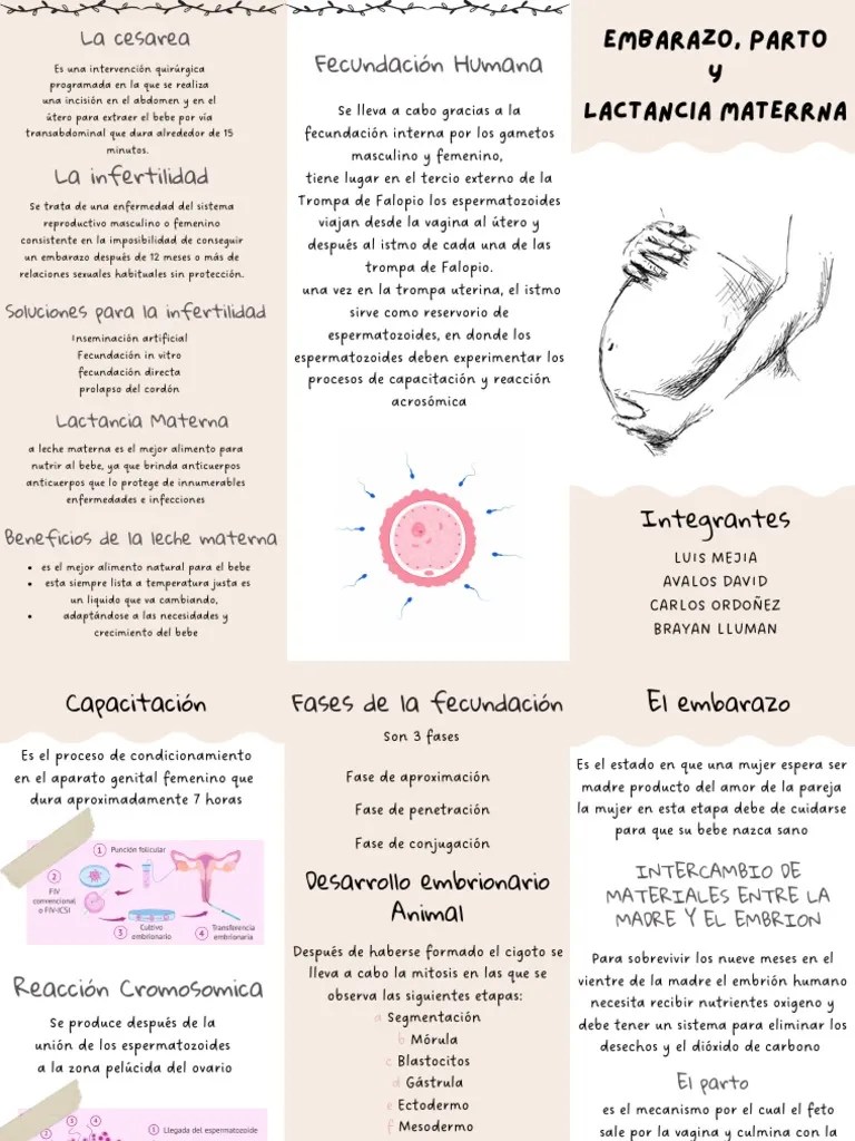 Embarazo, Parto Y Lactancia Materna | PDF | El Embarazo | Embrión