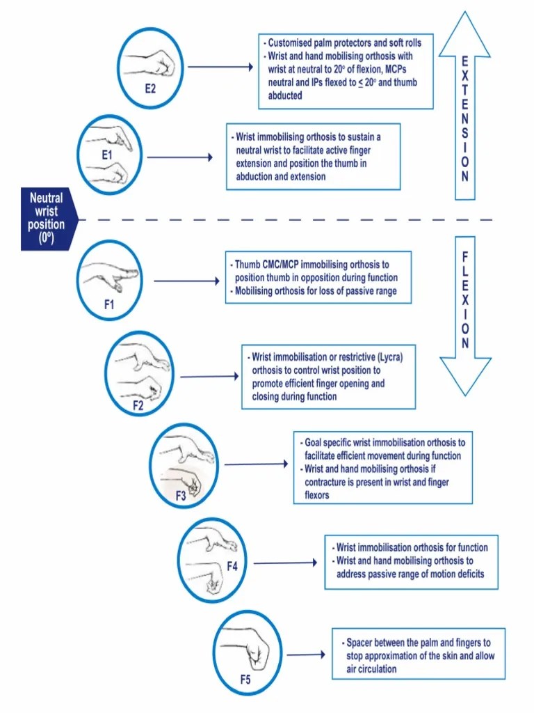 Wrist Extension And Flexion | PDF
