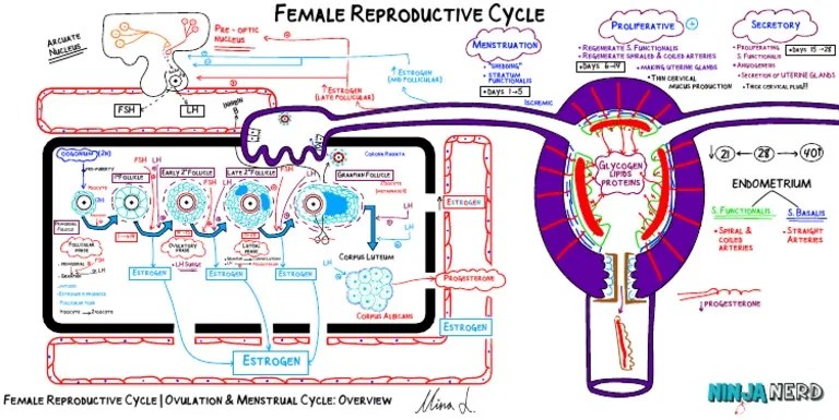 Female Reproductive Cycle Ovulation Menstrual Atf | PDF | Menstrual ...