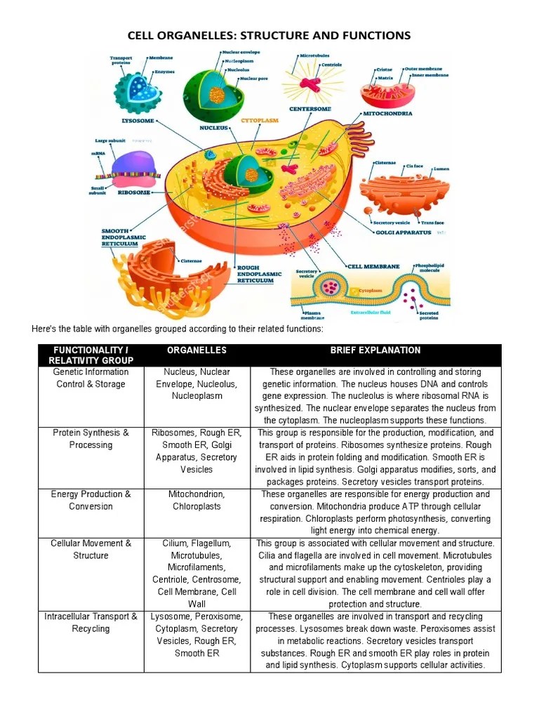 Cell Organelles - Structure And Function | PDF