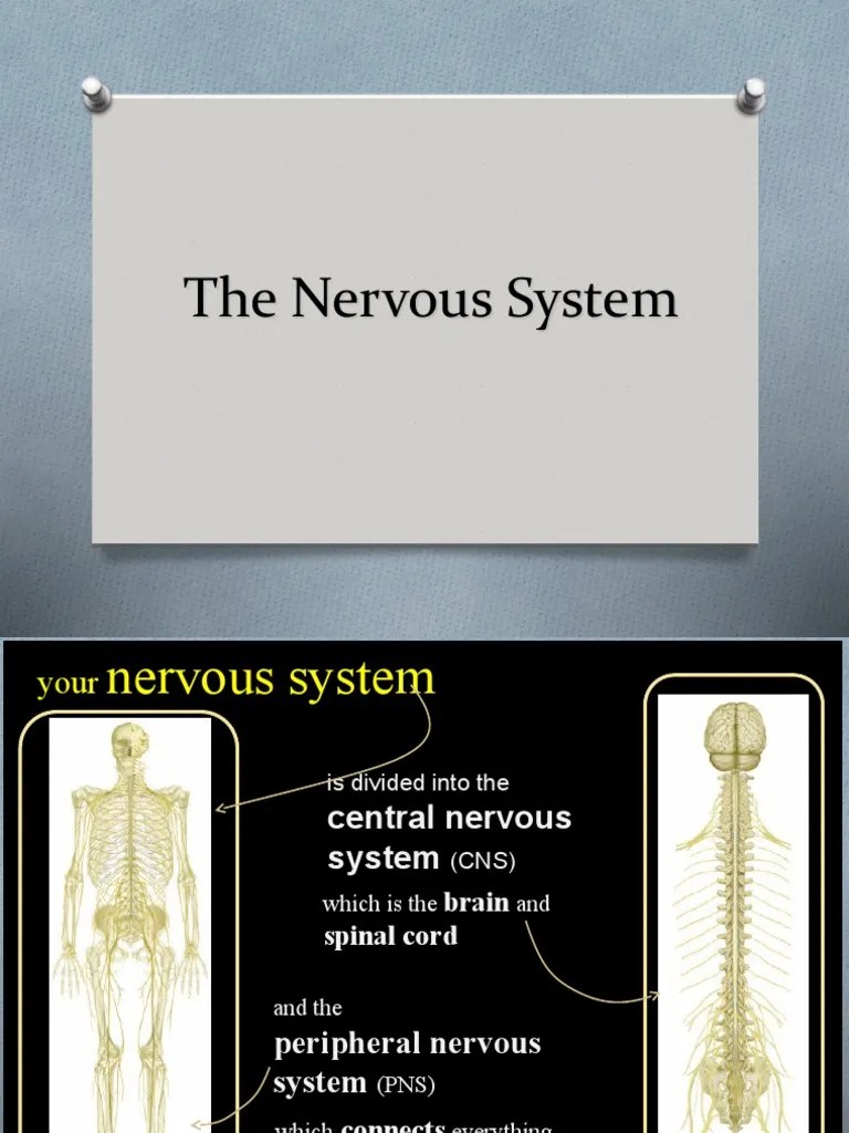 The Nervous System | PDF | Nervous System | Central Nervous System
