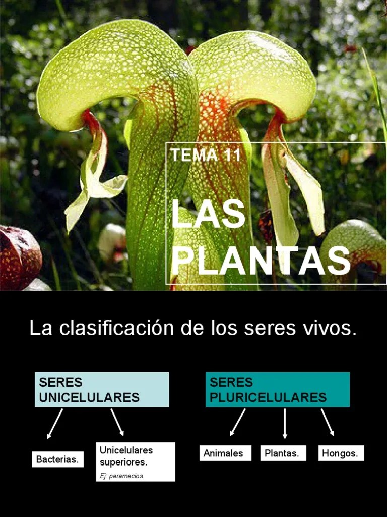 Las Plantas Y Su Clasificacic3b3n Algas Musgos Y Helechos | PDF | Plantas | Algas