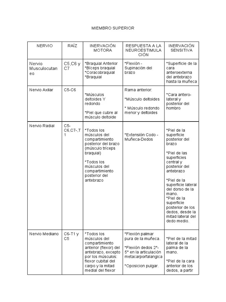 Nervios De Miembro Superior | PDF | Anatomía | Anatomía Humana