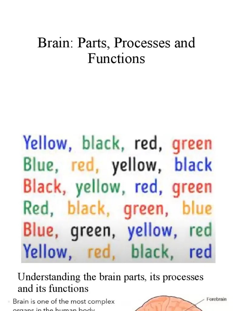 Brain Parts And Functions | PDF | Cerebral Cortex | Cerebrum