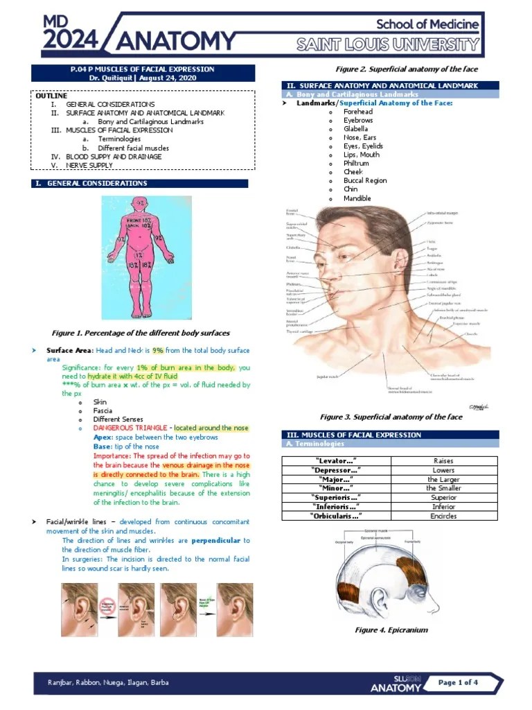 (ANAT) P.04 Muscles Of Facial Expression | PDF | Human Nose | Musculoskeletal System