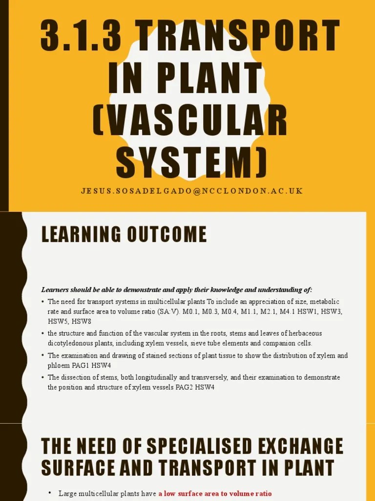 3.1.3 Vascular System (Slides) 3 | PDF | Tissue (Biology) | Plant Stem