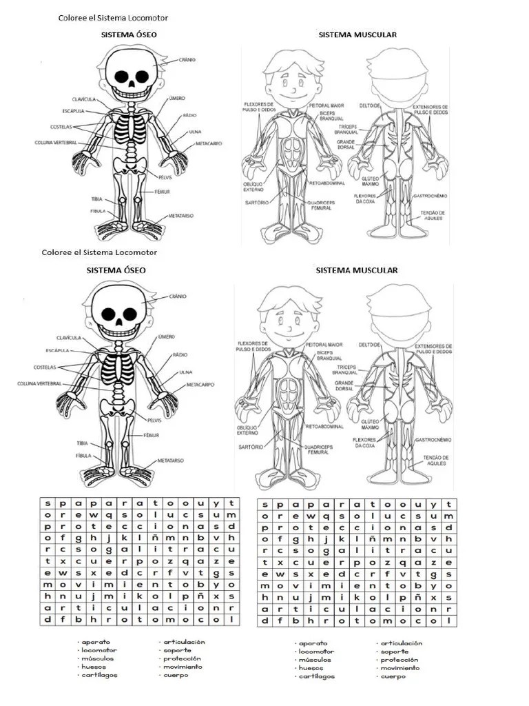 Sistema Locomotor | PDF