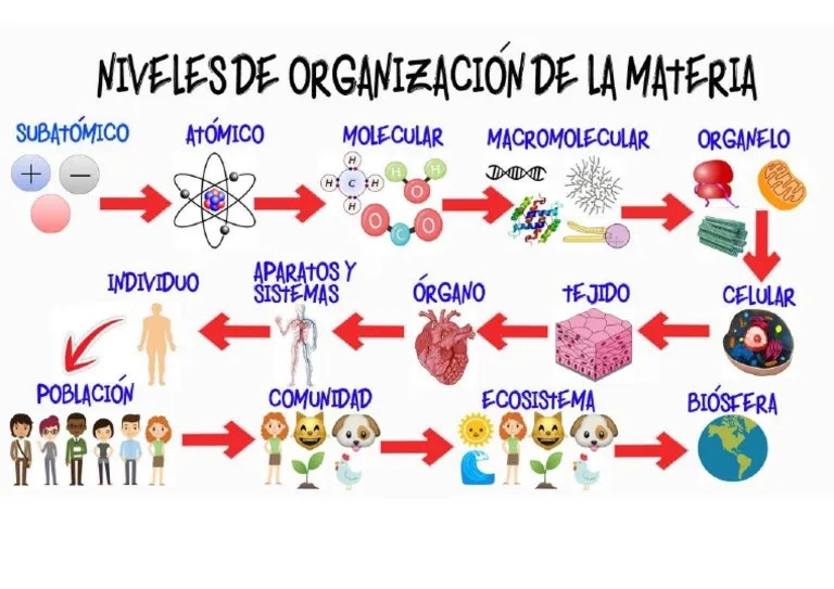 Niveles De Organizacion | PDF