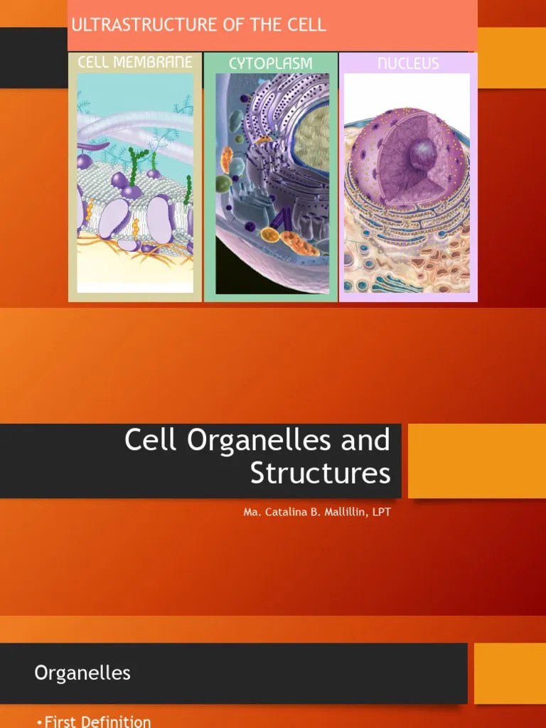 Cell Organelles And Structure 1 | PDF | Endoplasmic Reticulum | Cell ...