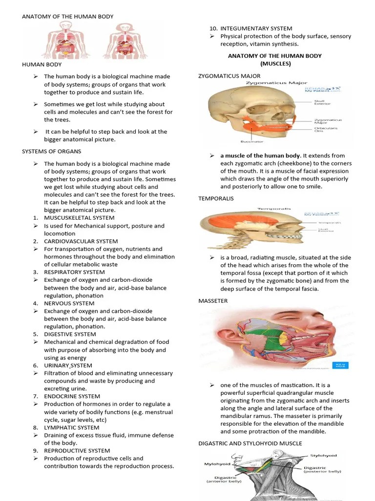 Anatomy Of The Human Body Grade 12 Handout | PDF | Human Leg | Ankle