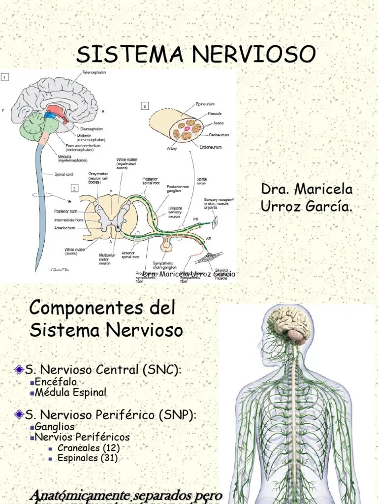 01 Introducción Al Sistema Nervioso | PDF | Autosuperación | Ciencia Y ...