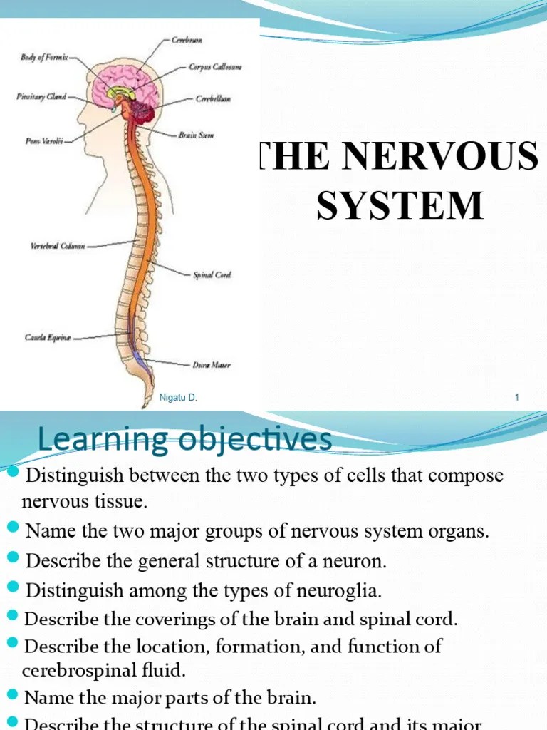 Nervous System | PDF | Nervous System | Central Nervous System