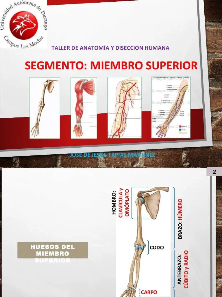 PDF Anatomia De Miembro Superior Compress | PDF