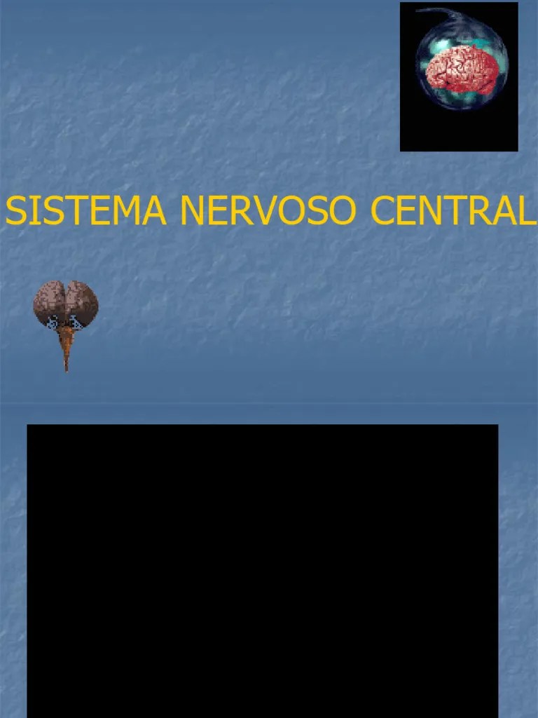 Sistema Nervoso Central | PDF